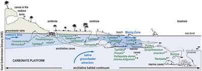 Habitat Partitioning in the Marine Sector of Karst Subterranean Estuaries and Bermuda's Marine Caves: Benthic Foraminiferal Evidence